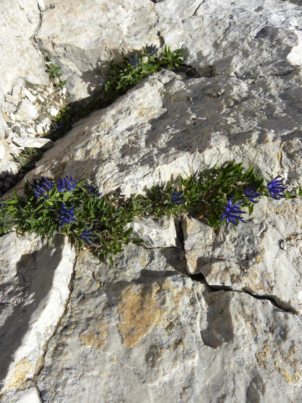 Phyteuma sieberi